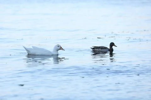 Wild ducks on the river in summer time. Wildlife  Stock Photos