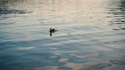 Wild ducks on the river at sunset Stock Footage 281768167