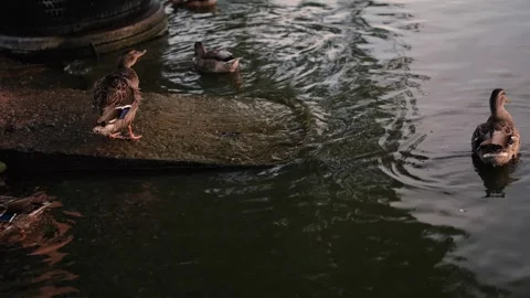 Wild ducks on the river at sunset Stock Footage 281768304