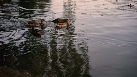 Wild ducks on the river at sunset Stock Footage 281768344