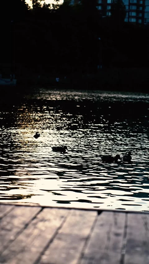 Wild ducks on the river at sunset Stock Footage 281768409