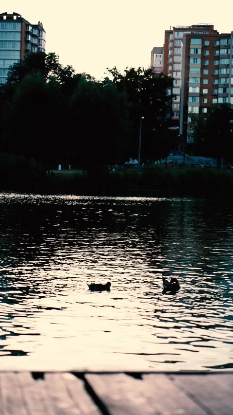 Wild ducks on the river at sunset Stock Footage 281768506