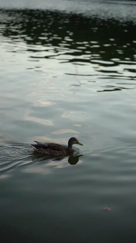 Wild ducks on the river at sunset Stock Footage 281768688