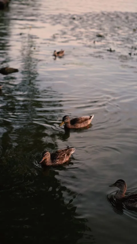 Wild ducks on the river at sunset Stock Footage 281768996