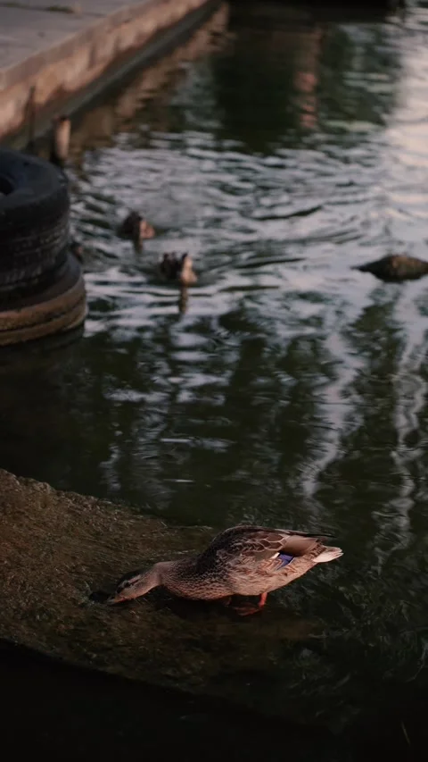 Wild ducks on the river at sunset Stock Footage 281769098