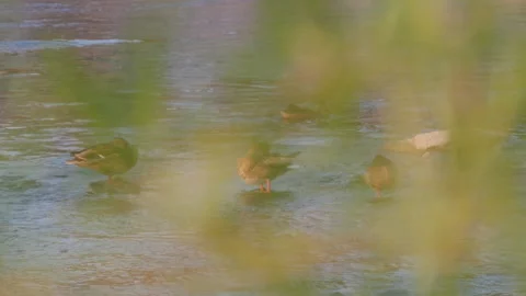 Wild ducks in a river, view through leaves and bushes 스톡 동영상 163661991