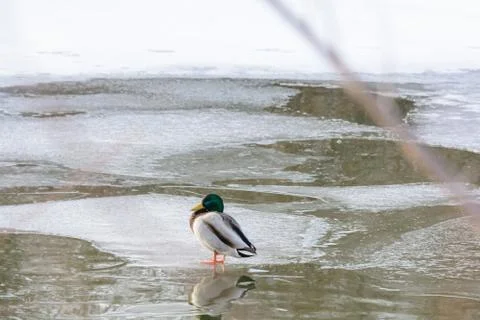 Wild ducks on the river in winter Foto stock