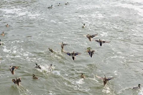 Wild ducks on the river in winter Stock Photos