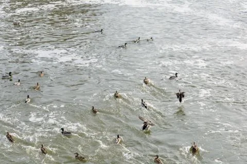 Wild ducks on the river in winter Stock Photos