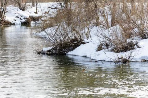 Wild ducks on the river in winter Stock Photos