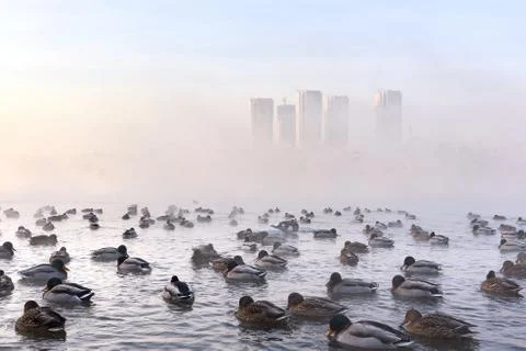 Wild ducks on the river in the winter Stock Photos