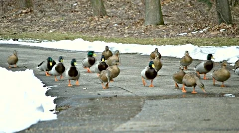 Wild ducks run on asphalt pavement to camera in a park in winter Stock Footage 54340865