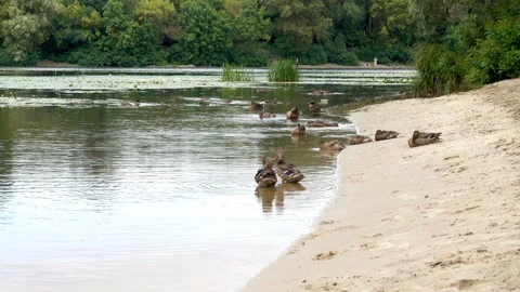 Wild ducks on a sandy river bank Stock Footage 137786048
