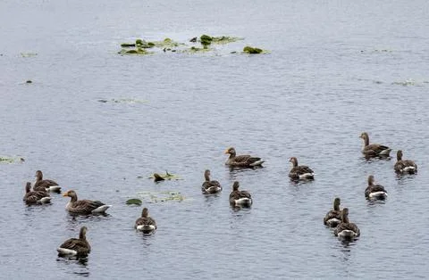 Wild ducks in Scottish lock Stock Photos