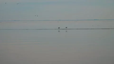 Wild ducks sea Stock Footage 258622269