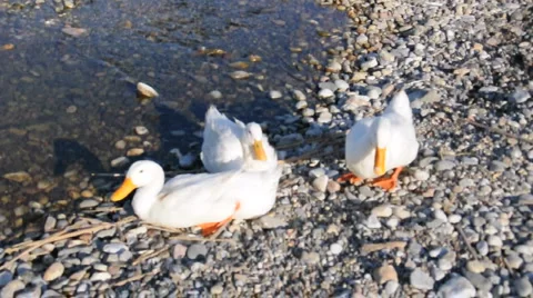 Wild Ducks at the Sea Side 库存影片 915465