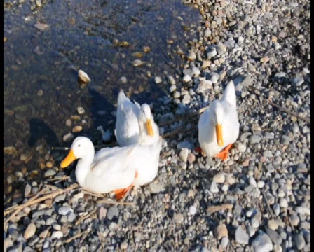 Wild Ducks at the Sea Side 库存影片 924521