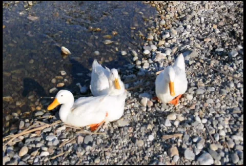 Wild Ducks at the Sea Side 库存影片 924524