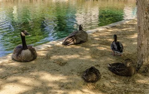 Wild ducks sit on the surface of a pond with reflection and soft sunlight in a Stock Photos