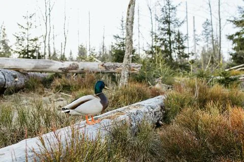 Wild ducks sit on a tree trunk in the forest next to the lake Stock Photos