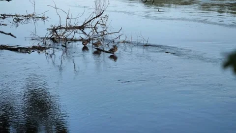 Wild ducks sitting on the branches of a tree sunken in a fast-flowing river. Stock Footage 284621786