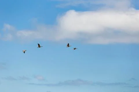 Wild ducks in the sky Stock Photos