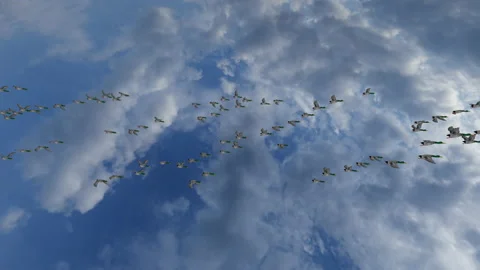 Wild ducks slowly flying in flocks migrating to warm places, 4K Video stock 163264765