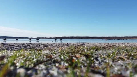 Wild ducks slowly walk across the frozen water surface of a lake. Stock Footage