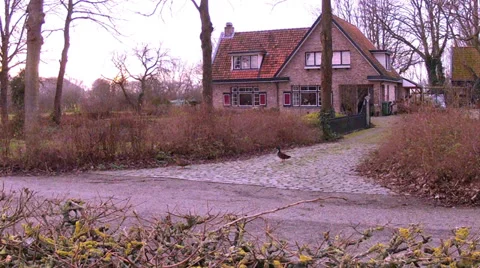 Wild ducks in small town Sluis. Stock Footage 34331262