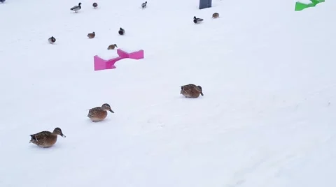 Wild ducks in the snow Stock Footage 46824003