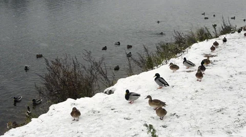 Wild ducks on snow Stock Footage 69063573