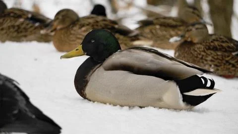 Wild ducks on snow Stock Photos