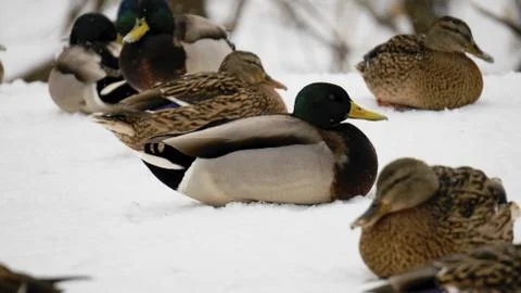 Wild ducks on snow Stock Photos