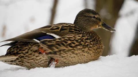 Wild ducks on snow Stock Photos