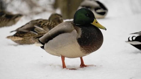 Wild ducks on snow Foto stock