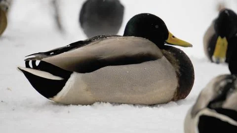 Wild ducks on snow Stock Photos
