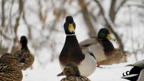 Wild ducks on snow Foto stock