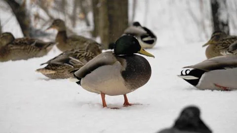Wild ducks on snow Stock Photos