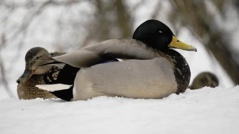 Wild ducks on snow Stock Photos