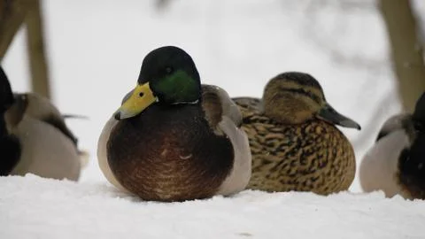 Wild ducks on snow Foto stock