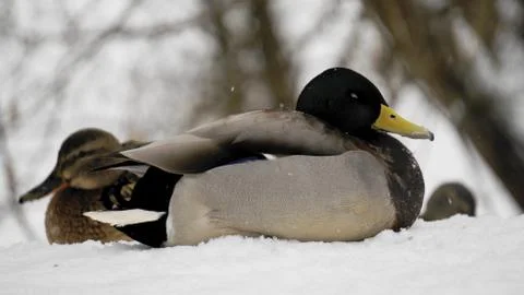 Wild ducks on snow Stock Photos