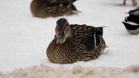 Wild ducks on snow Stock Photos