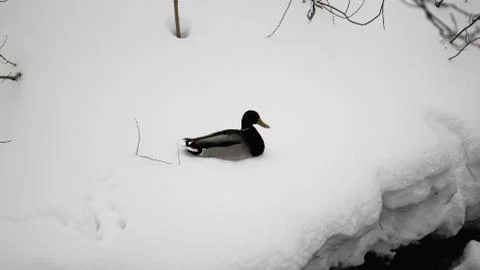 Wild ducks on snow Stock Photos