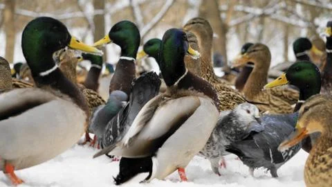 Wild ducks on snow Stock Photos
