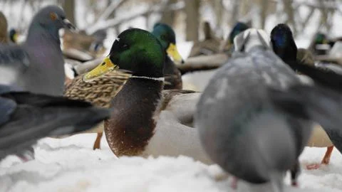 Wild ducks on snow Stock Photos