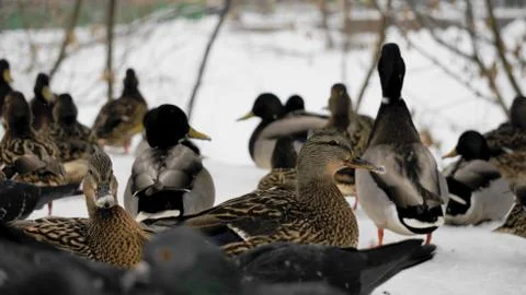 Wild ducks on snow Stock Photos