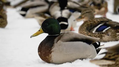 Wild ducks on snow Stock Photos