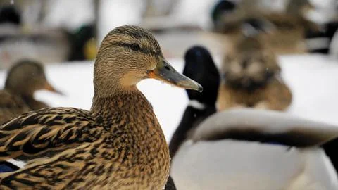 Wild ducks on snow Stock Photos