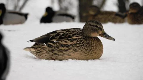 Wild ducks on snow Stock Photos