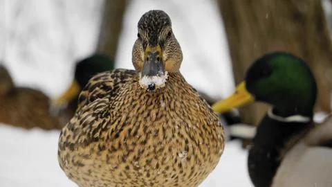 Wild ducks on snow Stock Photos